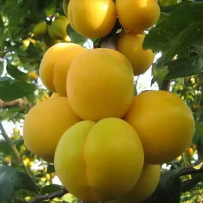 Слива ЛОДВА в Бресте