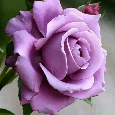 Роза МАЙЗЕР чайно-гибридная в Бресте