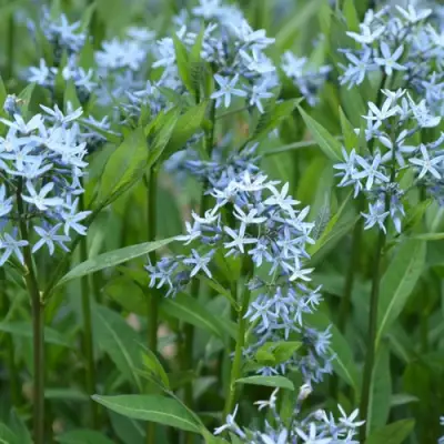 Амсония иволистная в Бресте