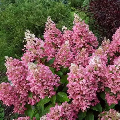 гортензия пинки винки