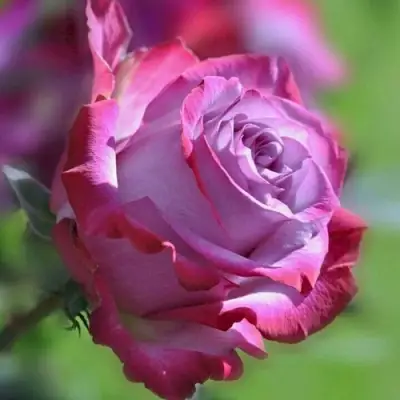 Роза ДИП ВОТЕР чайно-гибридная в Бресте