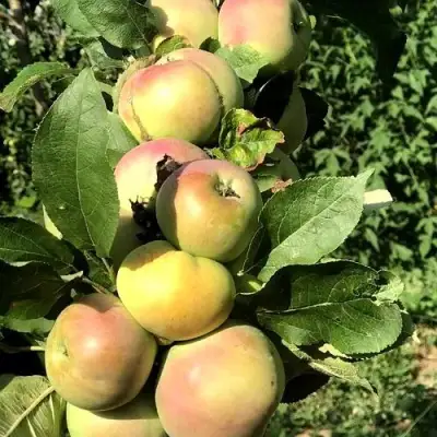 Яблоня ПРИОКСКОЕ колонновидная в Бресте