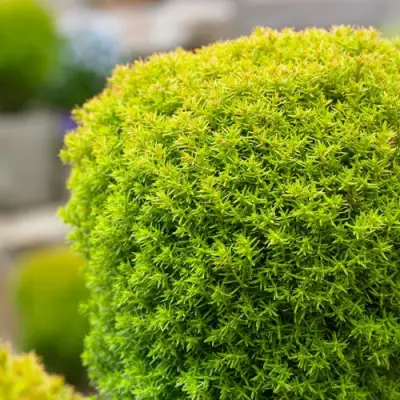 Туя АННИЕК западная в Бресте