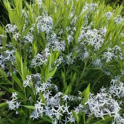 Амсония иволистная в Бресте