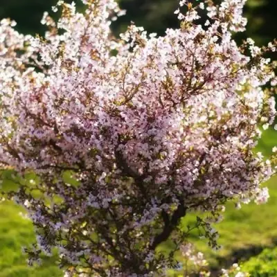 Сакура КОЙО НО МАЙ в Бресте