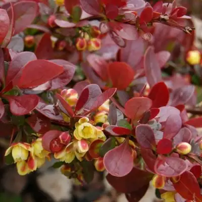 Барбарис КАРМЕН тунберга в Бресте