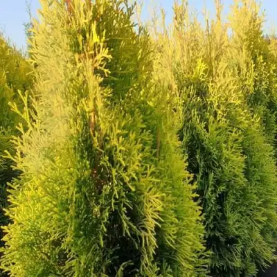 Туя ГОЛДЕН СМАРАГД западная в Бресте