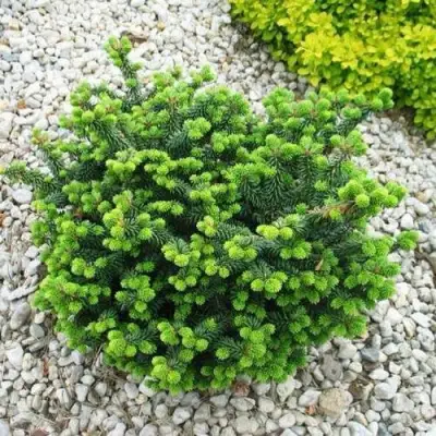 Пихта НАНА бальзамическая в Бресте