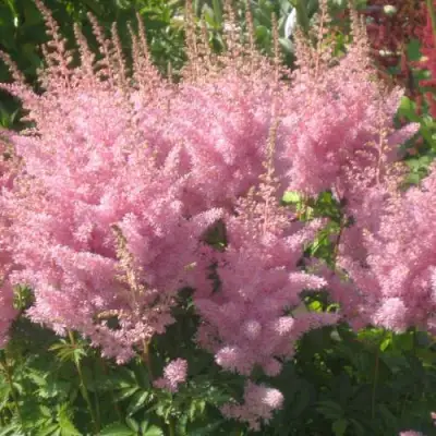 Астильба ЭДЕНС ОДИССЕЙ Арендса в Бресте