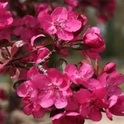 Яблоня РЕД КЕТТИ в Бресте