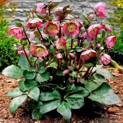 Морозник ВОСТОЧНЫЙ в Бресте