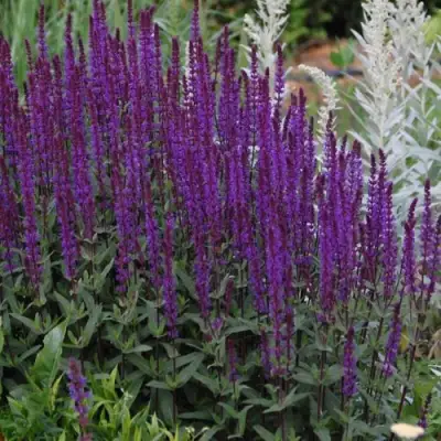 Шалфей КАРАДОНА в Бресте