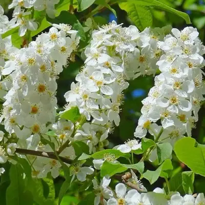Черемуха ЧАЙКА в Бресте