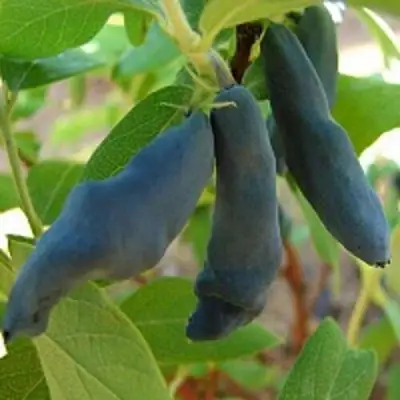 Жимолость съедобная НИМФА (ГАММА) в Бресте