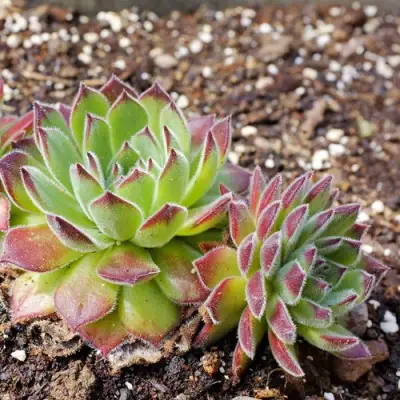 Молодило РУССКОЕ в Бресте