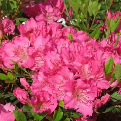 Азалия КИРСТИН японская в Бресте