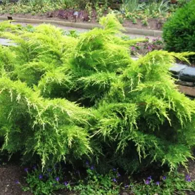 Можжевельник ГОЛД КОСТ средний в Бресте