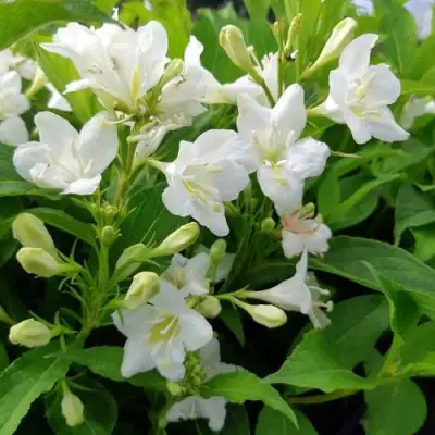 Вейгела БРИСТОЛЬСКАЯ СНЕЖИНКА в Бресте