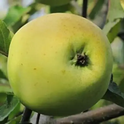 Яблоня РОССИЯНКА в Бресте