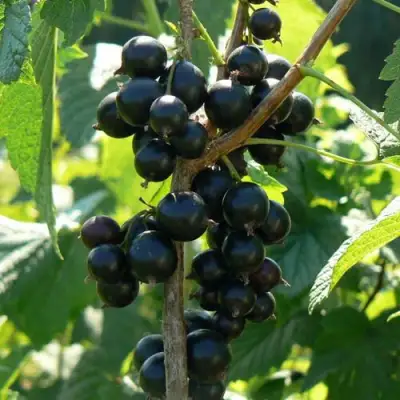 Смородина черная ВОЛОГДА в Бресте