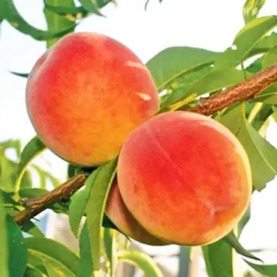 Персик ОНТАРИО в Бресте