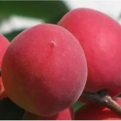 Абрикос РУБИН в Бресте