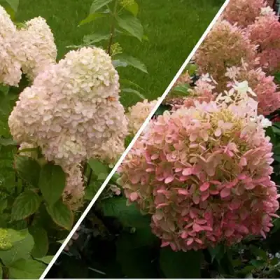 Комплект НЕЖНЫЕ ЧУВСТВА в Бресте