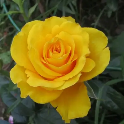 Роза КЕРИО чайно-гибридная в Бресте