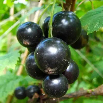 Смородина чёрная ЛЕНТЯЙ в Бресте