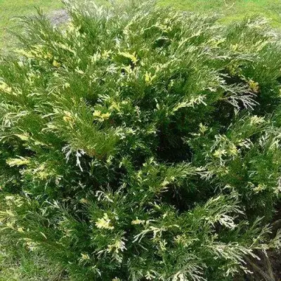 Можжевельник АНДОРА ВАРИЕГАТА горизонтальный  в Бресте