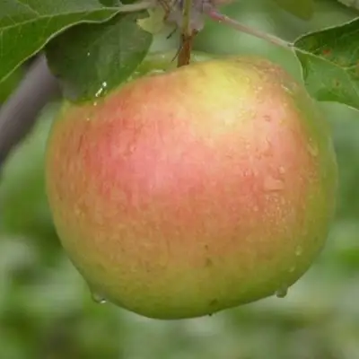 Яблоня БРЯНСКОЕ ЗОЛОТИСТОЕ в Бресте