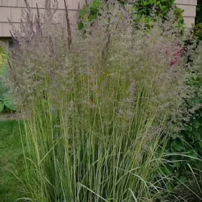 Вейник АВАЛАНШ остроцветковый в Бресте