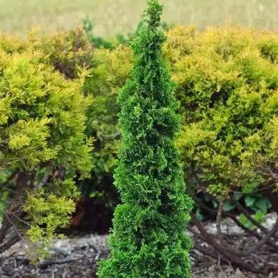 Туя СПИРАЛИС МИНИ западная в Бресте