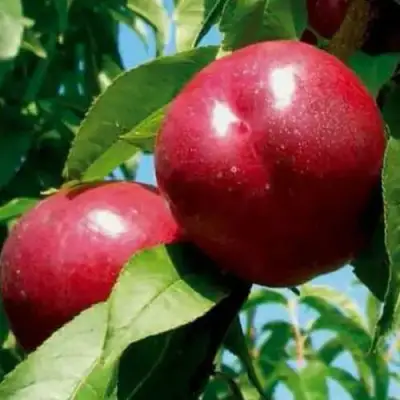 Нектарин МЕДВЕДЕВСКИЙ в Бресте