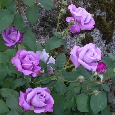 Роза СИЛЬВЕР СТАР чайно-гибридная в Бресте