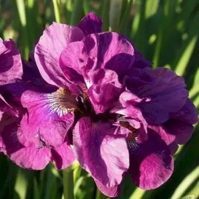 Ирис БАНДЛ ОВ ДЖОЙ сибирский в Бресте