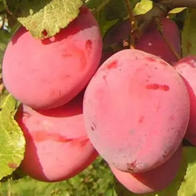 Слива ФАВОРИТЕ ДЕ СУЛТАНО в Бресте