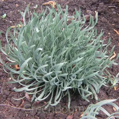 Лук СПИРАЛИС горный в Бресте