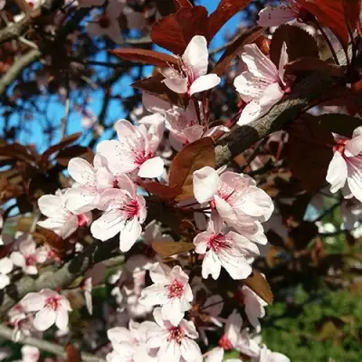 Слива ВУДИ растопыренная в Бресте