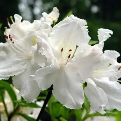 Азалия ОКСИДОЛ листопадная в Бресте