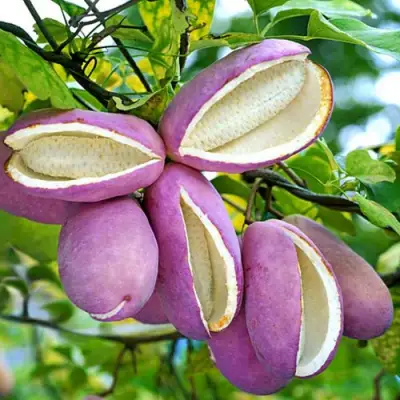 Акебия ПЯТЁРНАЯ  в Бресте