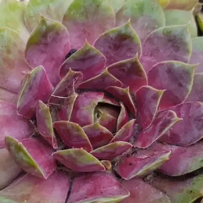 Молодило УФО в Бресте