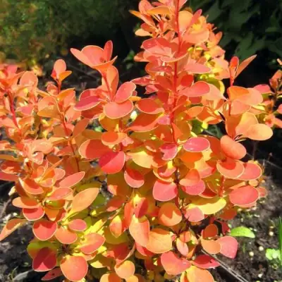 Барбарис ОРАНЖ ФАЙЕР тунберга в Бресте