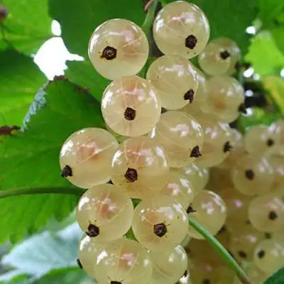 Смородина белая ЮТЕРБОРГСКАЯ в Бресте