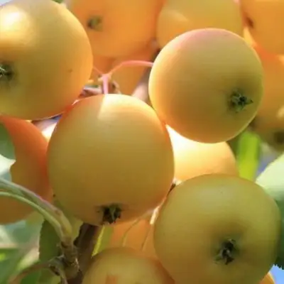 Яблоня УРАЛЬСКОЕ НАЛИВНОЕ в Бресте