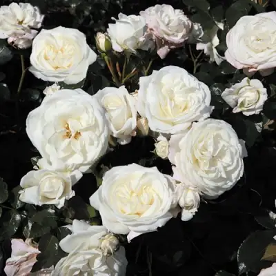 Роза АЛАБАСТЕР флорибунда в Бресте