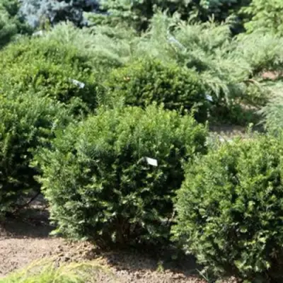 Тис НАНА остроконечный  в Бресте