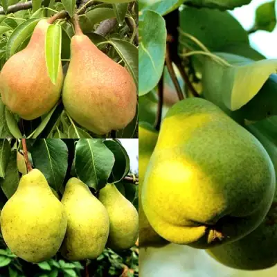 Комплект НАСТОЯЩИЙ ВОСТОРГ в Бресте