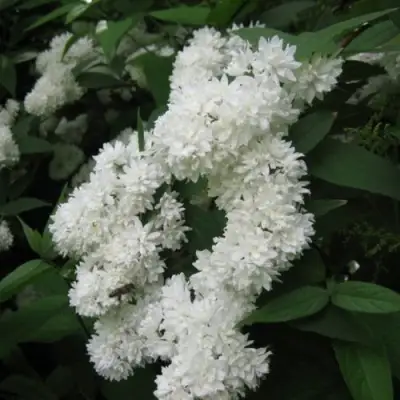 Дейция КАНДИДИССИМА шершавая в Бресте