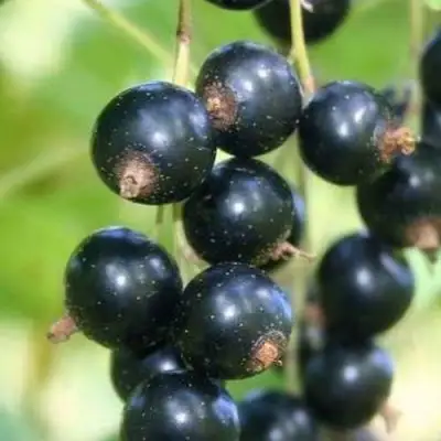 Смородина черная СТРЕЛЕЦ в Бресте